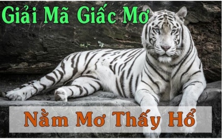 What numbers should you bet if you dream about a tige